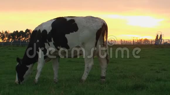 新西兰南岛日出时吃草的牛视频的预览图