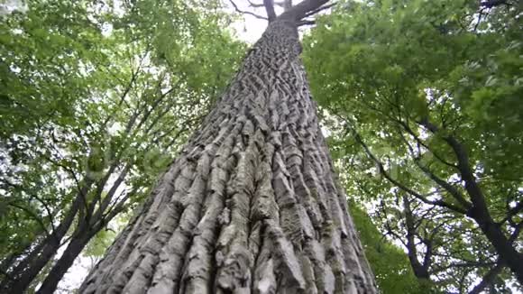 森林里的大树视频的预览图