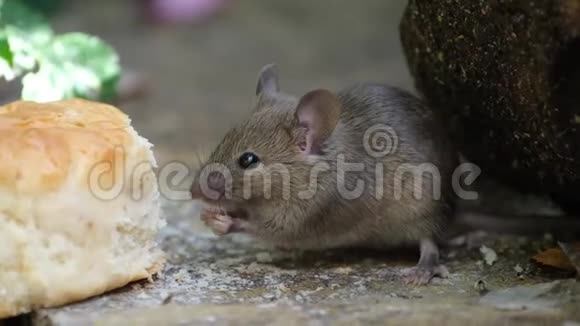 老鼠在城市花园里吃烤饼视频的预览图