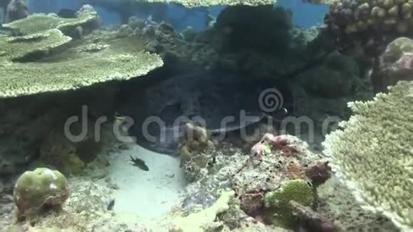 在印度洋的白天大理石雕饰的扇尾雷在珊瑚下面隐藏视频的预览图