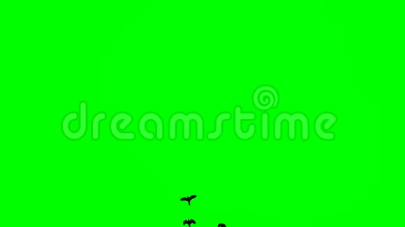 在绿色屏幕背景下黑鸟从右上方飞起视频的预览图