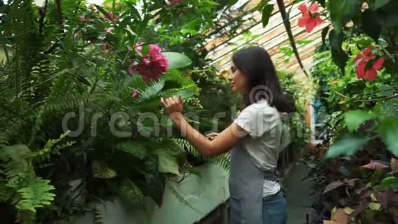 年轻的企业家花店喜欢在我的温室里盛开的花朵视频的预览图