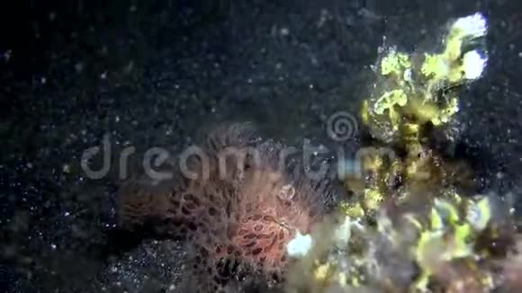 蓝贝海峡夜猎毛蛙视频的预览图