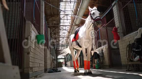 一匹漂亮的白马在马厩的中间有一个马鞍视频的预览图
