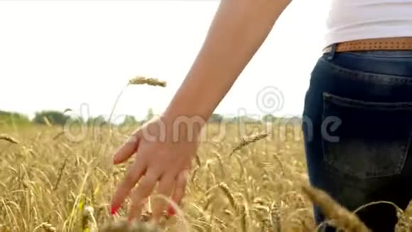 那个女人穿过麦田这位年轻女子用手捂住麦穗视频的预览图