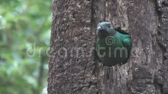 克查尔鸟在树洞巢头雌鸟视频的预览图