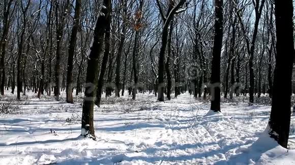 在阳光明媚的冬日森林沉默与和谐视频的预览图