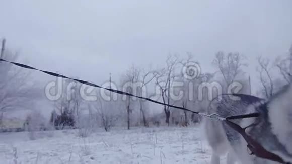冬天公园里有狗哈斯基跑步的女孩视频的预览图