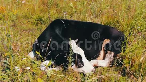 农场动物农业工业牛在田里睡觉奶牛在草地上睡觉视频的预览图