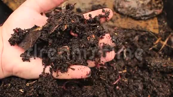 大规模的蠕虫和幼虫在肥沃的土壤中移动被用来使土壤肥沃使其有利于作物视频的预览图
