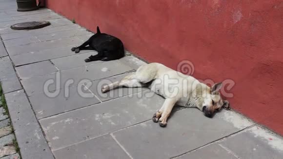 佐治亚州锡格纳吉市的街道人行道上躺着黑白流浪狗视频的预览图