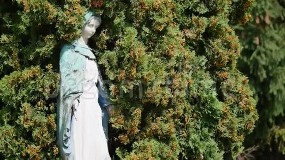 在树上的墓地里的雕像视频的预览图