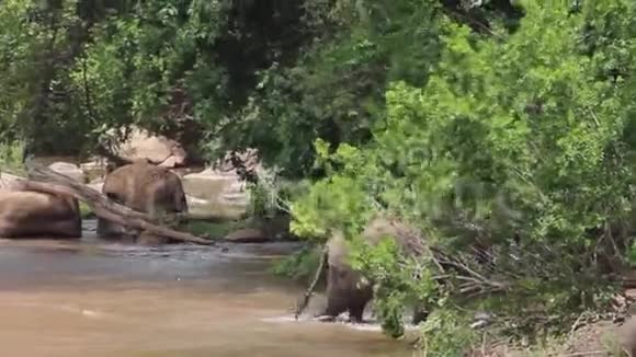 大象在萨比河边打架和玩耍视频的预览图