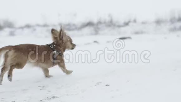在寒冷的雪天里一只长毛的吉娃娃狗在田野上散步视频的预览图