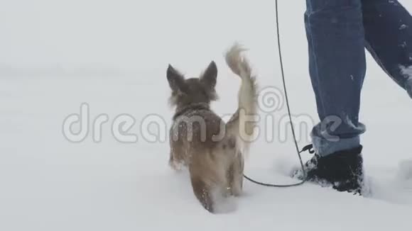 在寒冷的雪天里一只长毛的吉娃娃狗在田野上散步视频的预览图