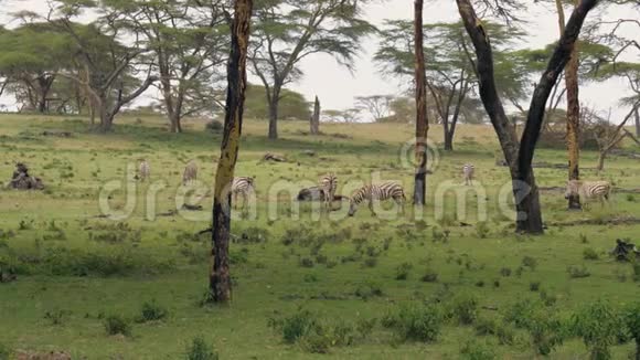 非洲斑马纹在相思树绿色草地上视频的预览图