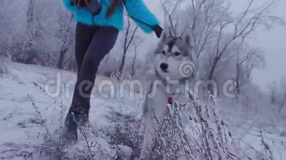 那个女孩在冬天的树林里带着一条带着哈士奇的狗走视频的预览图