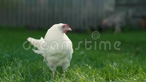 绿草中的白母鸡肖像视频的预览图