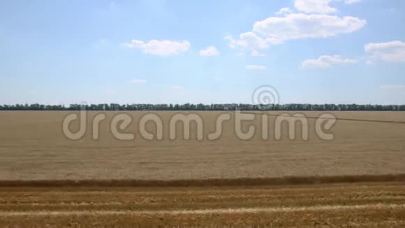 带着成熟的小麦沿着田野移动晴朗的夏日蓝天视频的预览图