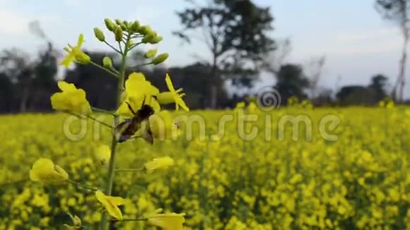卡诺拉花上的蜜蜂视频的预览图