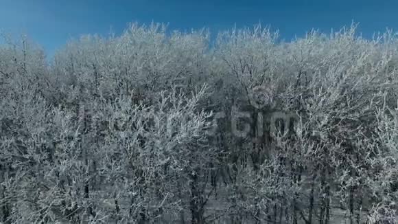 冬天在森林上空飞行视频的预览图