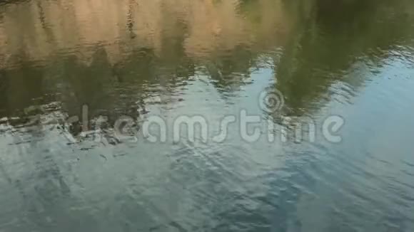水在河上荡漾湖中树木的倒影视频的预览图