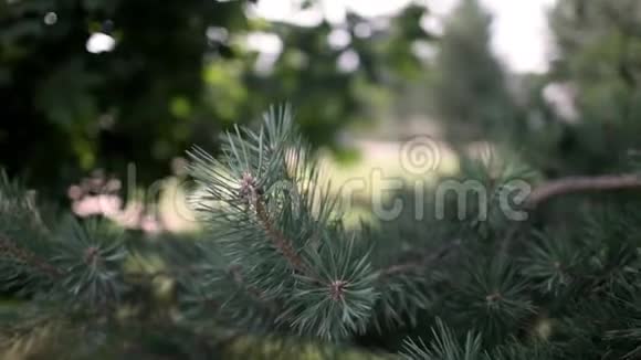 松枝在夏天的一个温暖阳光明媚的日子视频的预览图