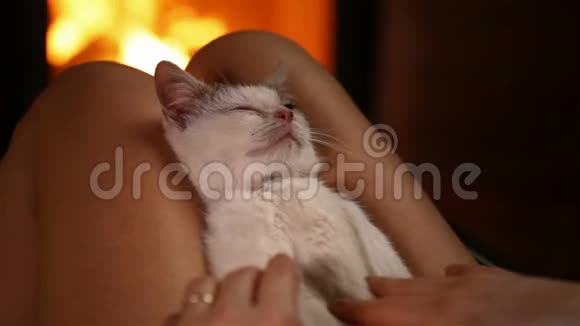 可爱的救援小猫在壁炉享受宠物的新主人视频的预览图