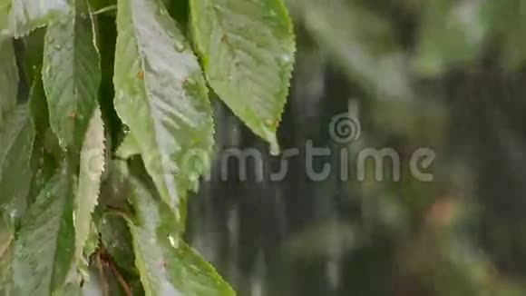 雨点落在树叶上视频的预览图