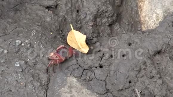 在澳大利亚昆士兰的任务海滩小红蟹在泥和岩石上行走视频的预览图