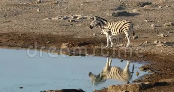 纳米比亚Etosha野生动物狩猎区的斑马倒影视频的预览图