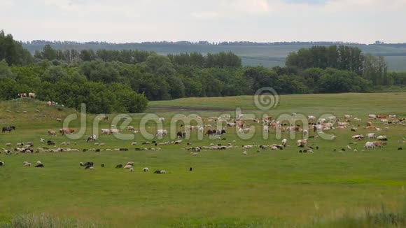 一大群动物羊牛马一只鸟在绿色的春天草地上视频的预览图
