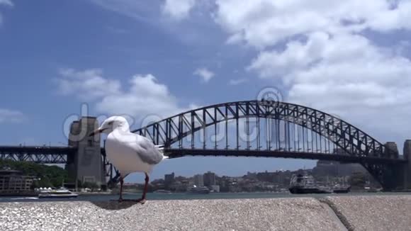 海鸥缓慢降落背景是悉尼港大桥视频的预览图