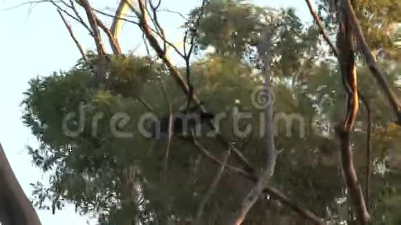 红尾黑袋鼠岛澳大利亚视频的预览图
