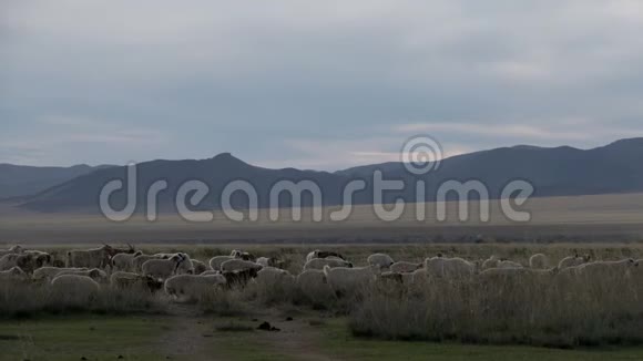 在蒙古风景中开车载牛视频的预览图