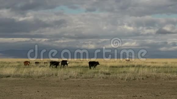 在蒙古风景中行走的奶牛视频的预览图