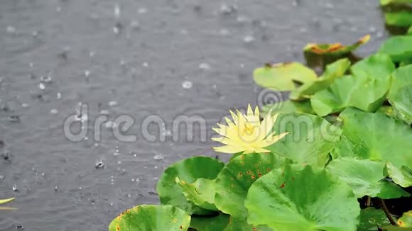 雨天池塘里美丽的睡莲雨滴涟漪慢镜头视频的预览图