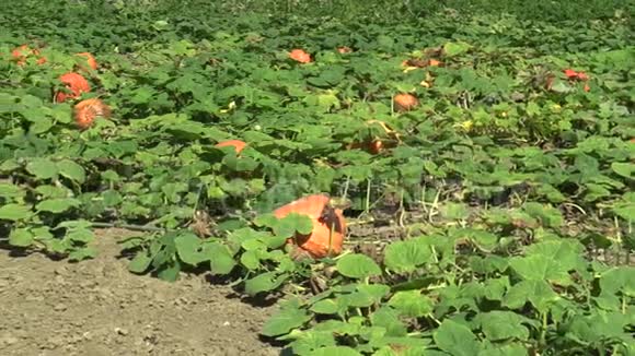 收获前种植有机南瓜瓜瓜类生物作物桔瓜农业和农业天然视频的预览图