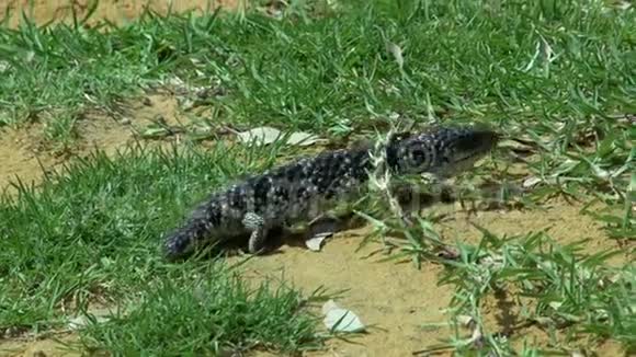 在西澳大利亚的草丛中行走的蜥蜴视频的预览图