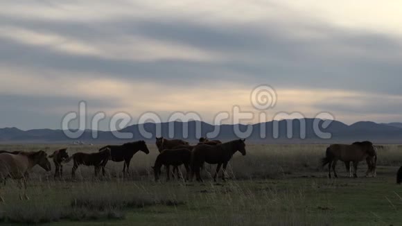 在蒙古马经过另一群马视频的预览图
