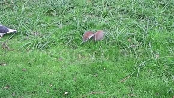 灰松鼠在长草中觅食视频的预览图