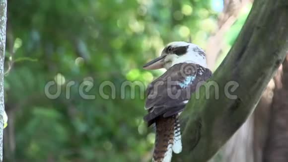 一棵树上的Kookaburra跳向另一根树枝视频的预览图