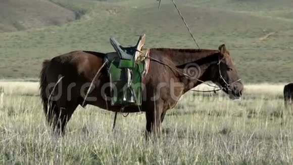 蒙古游牧民族马与其他马站在田野的背景视频的预览图
