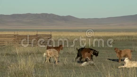 在蒙古风景中相互争斗的山羊视频的预览图