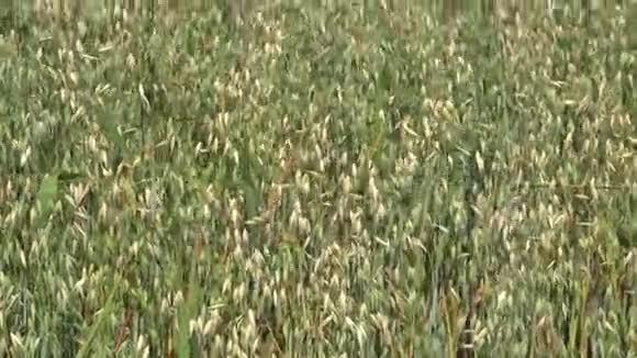 在农业农场种植园燕麦作物在风中移动4K视频的预览图