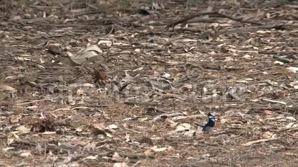 澳大利亚袋鼠岛的小蓝鸟视频的预览图