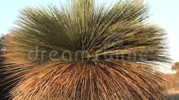 袋鼠岛上的澳大利亚树视频的预览图