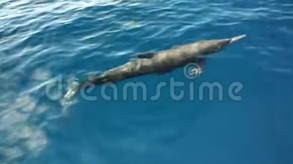 海豚在哥斯达黎加太平洋游泳视频的预览图