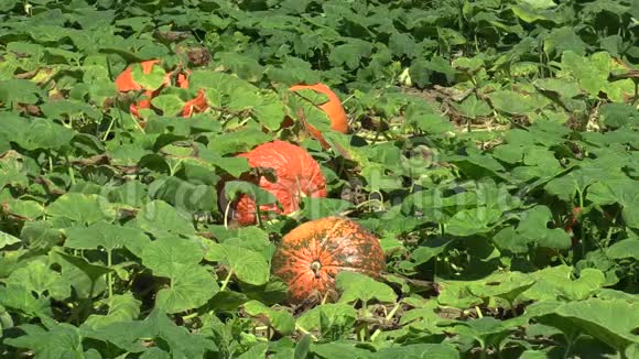 收获前种植有机南瓜瓜瓜类生物作物桔瓜农业和农业天然视频的预览图