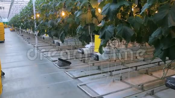 大温室园艺蔬菜种植业务视频的预览图